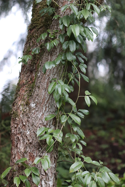 vines chickadee gardens