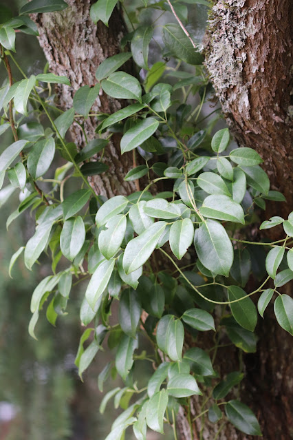 vines chickadee gardens