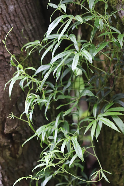 vines chickadee gardens
