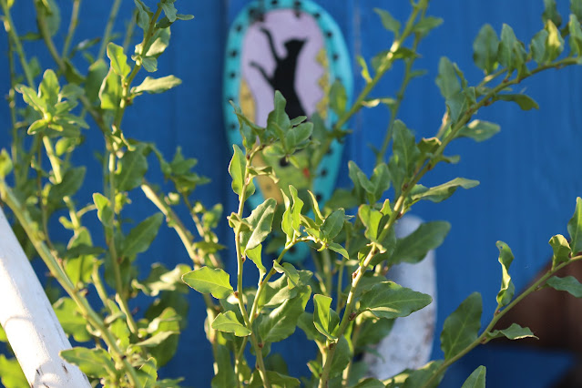 vines chickadee gardens