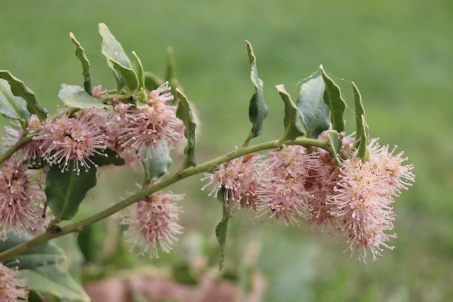 vines chickadee gardens