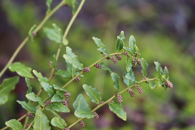 vines chickadee gardens