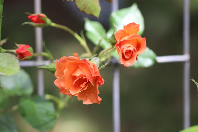 vines chickadee gardens