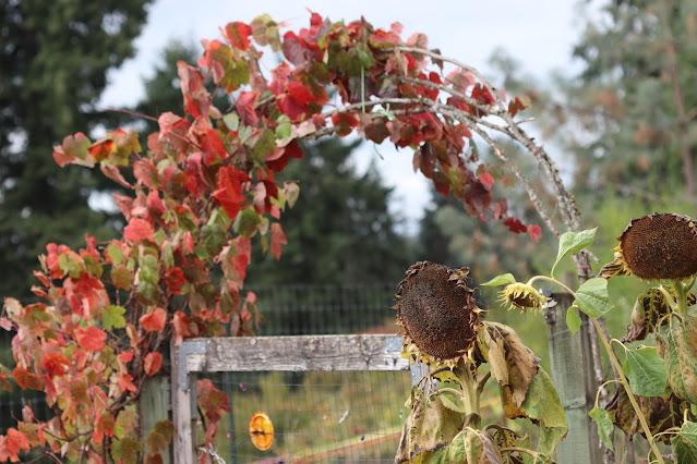 vines chickadee gardens