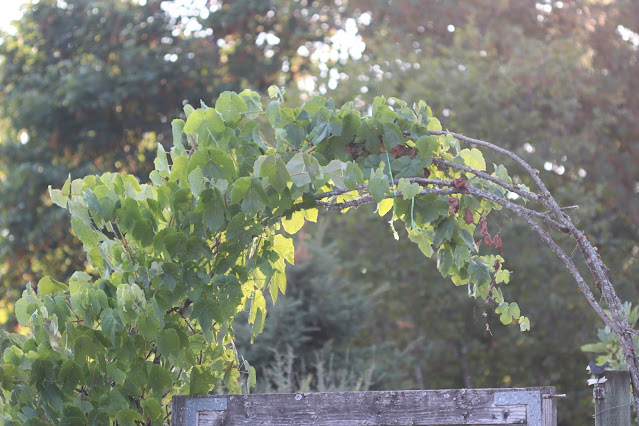 vines chickadee gardens