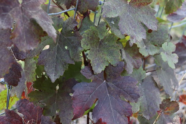 vines chickadee gardens