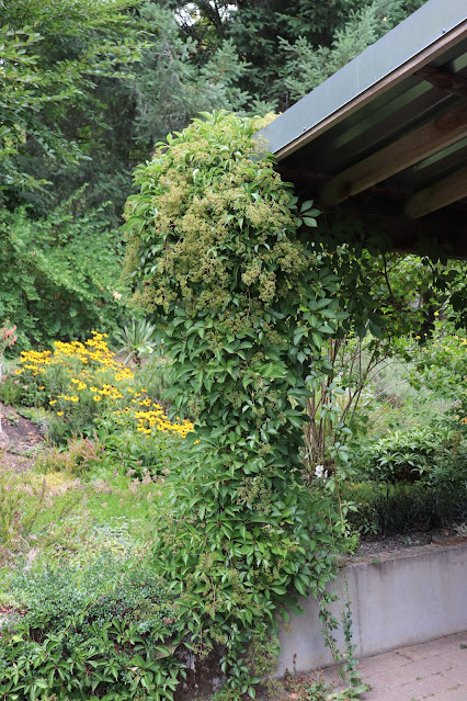 vines chickadee gardens