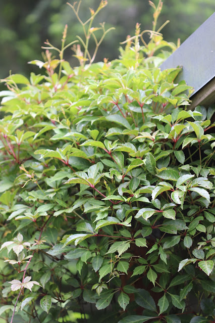 vines chickadee gardens