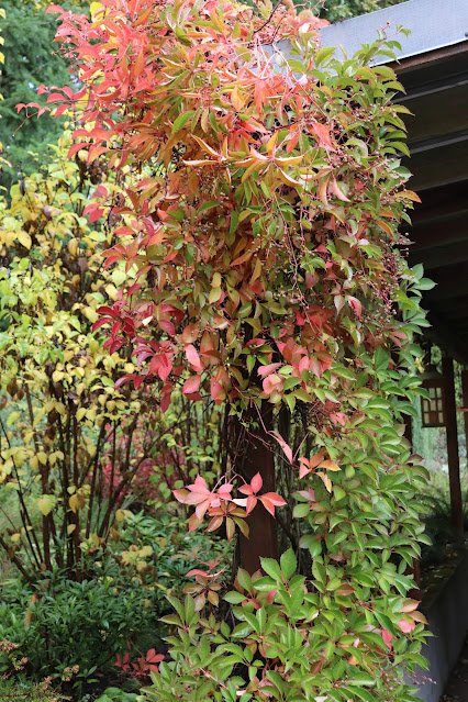 vines chickadee gardens