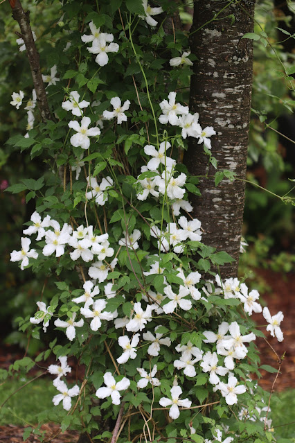 vines chickadee gardens