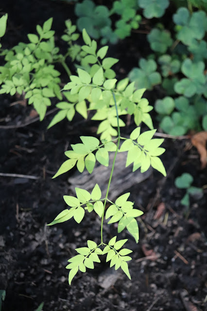 vines chickadee gardens