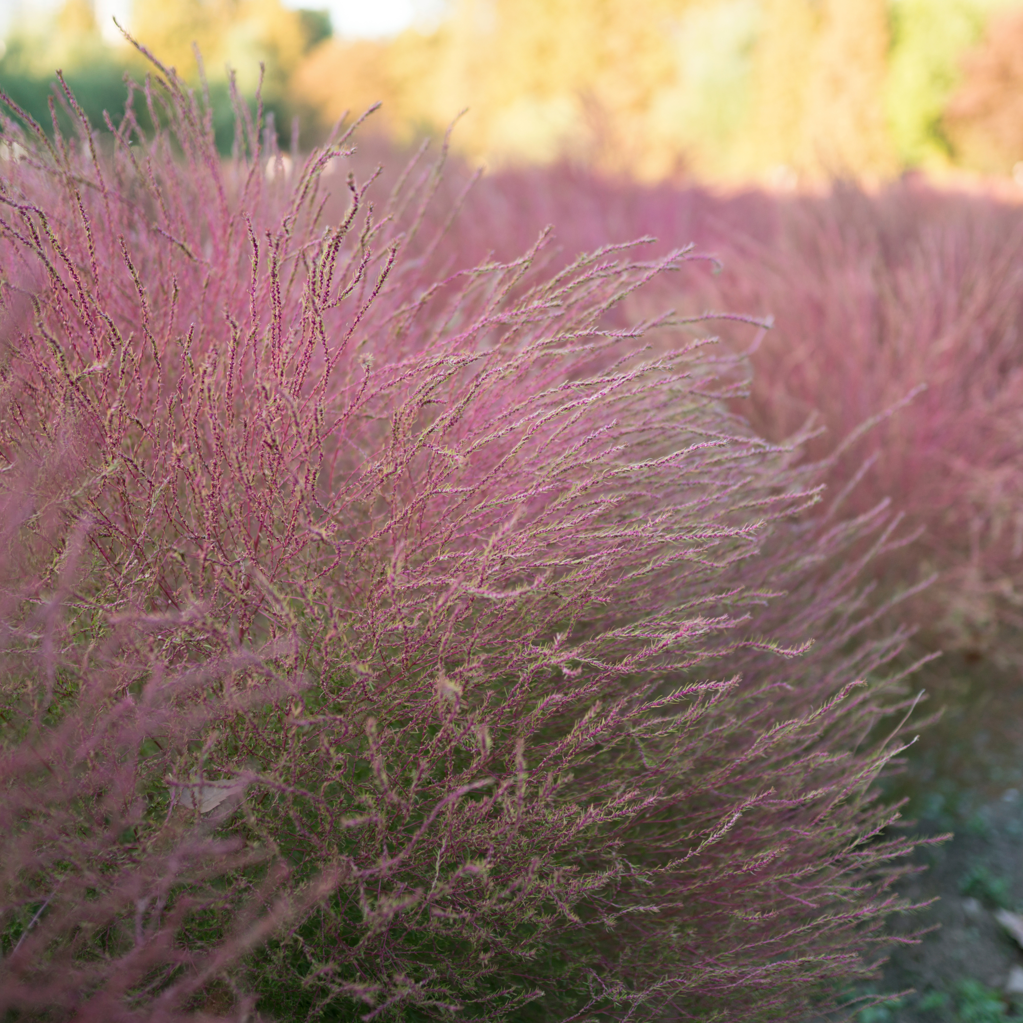 a mass planting of pink muhly grass