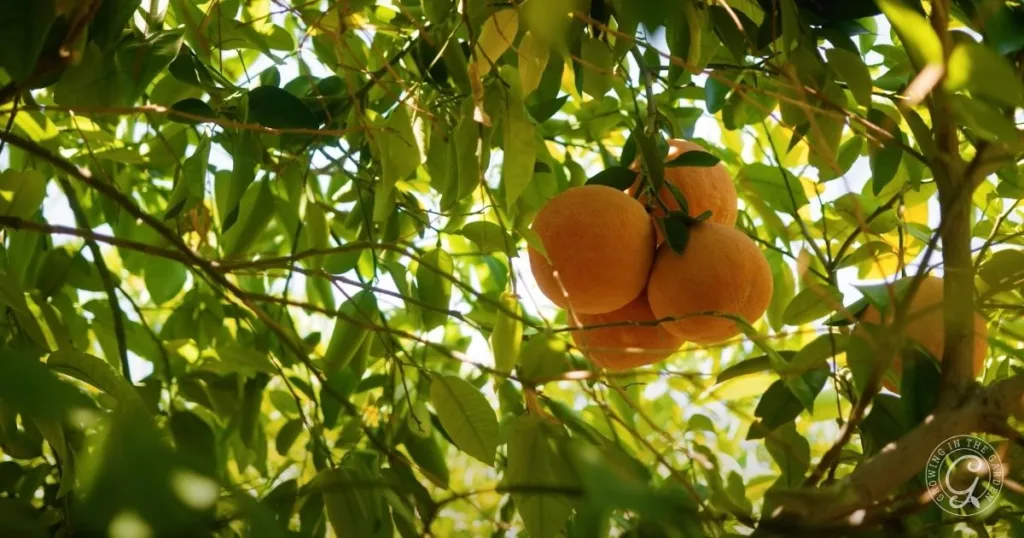 oranges hanging from a tree branch, surrounded by green leaves and sunlight filtering through—discover how to use nutrient+ for vibrant, healthy fruit.
