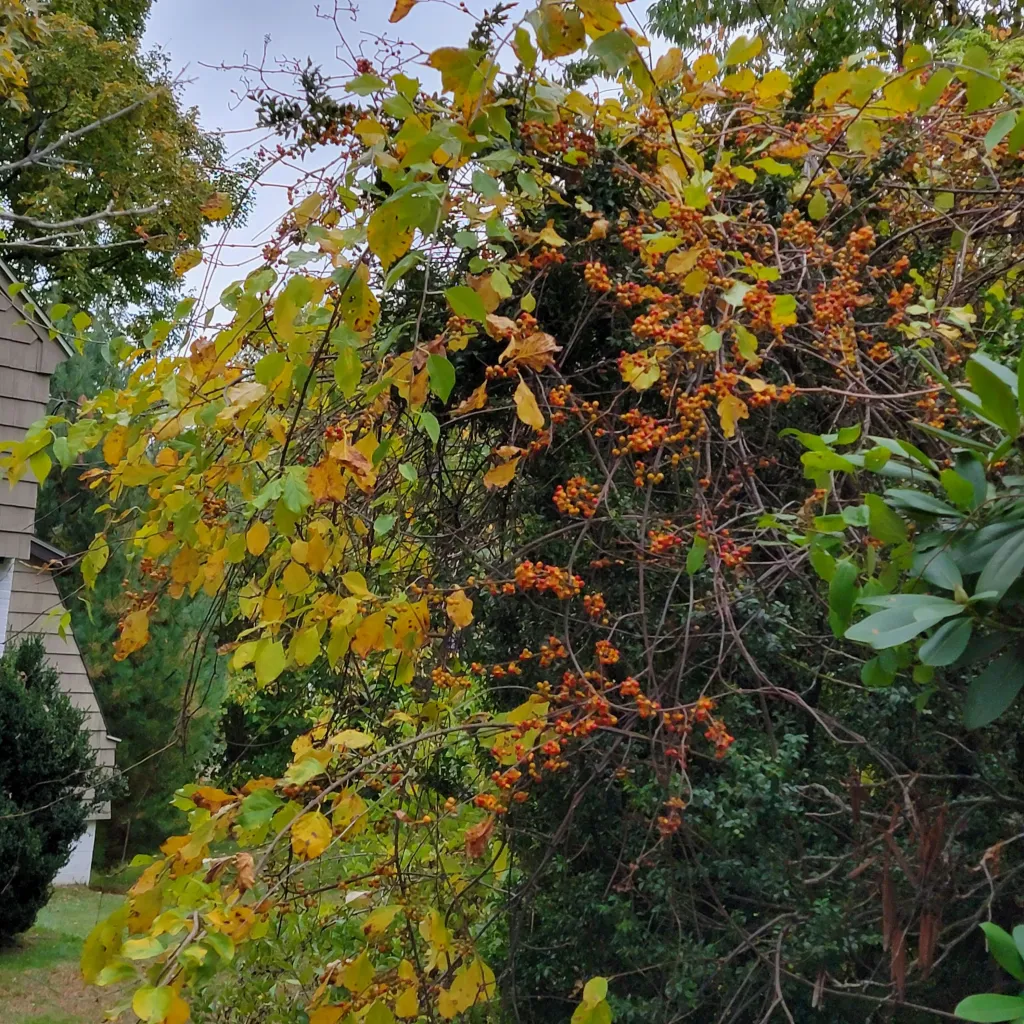 nature is taking over gardendaze 1 taking over gardendaze