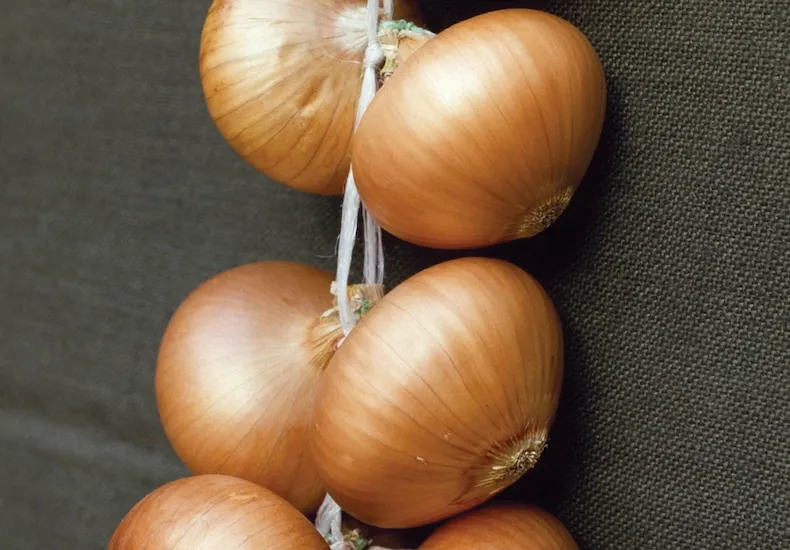 onion stuttgarter giant