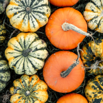 Gourdness Gracious The History of Pumpkins and Gourds