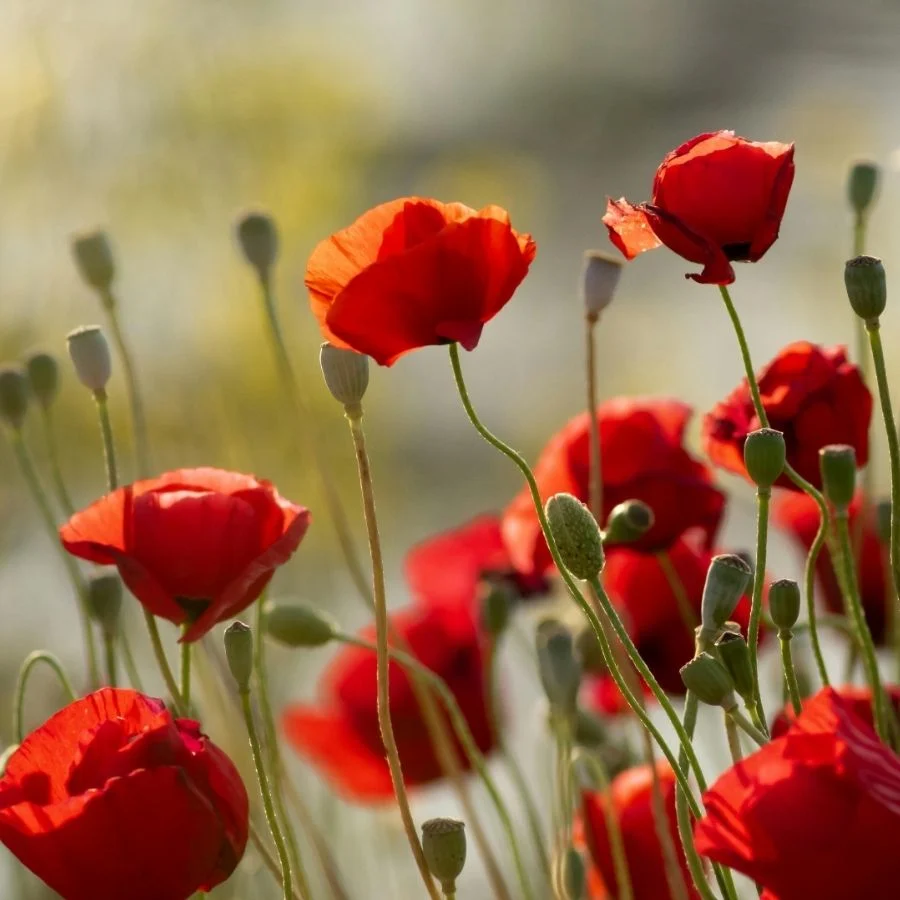 why spend 100s when these 11 flowers plant themselves every year 1 11 flowers plant