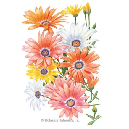 cape marigold african daisy seeds