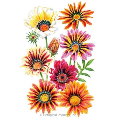 sunshine blend gazania seeds
