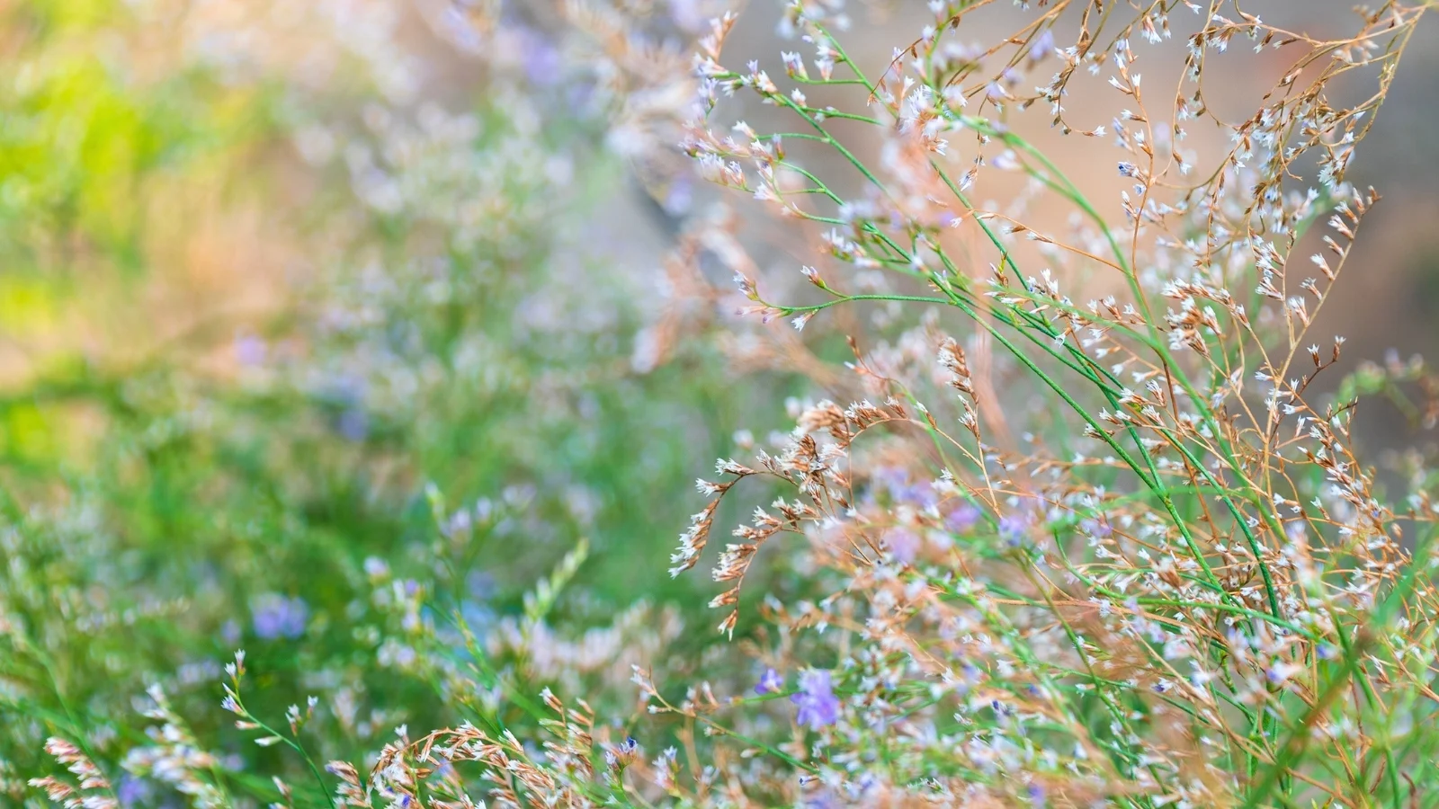 delicate, airy sprays of tiny white and pale lavender flowers emerge from slender, branching green stems in a soft-focus meadow.
