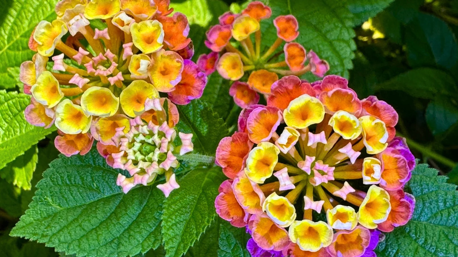 rounded clusters of multi-hued florets transition from soft pink and purple at the center to bright yellow and orange at the outer edges.