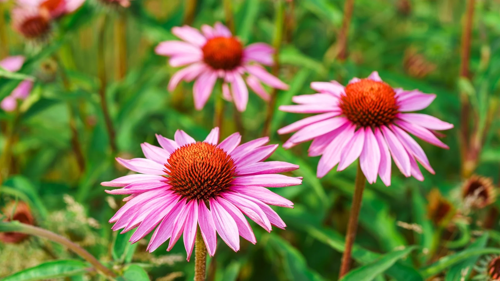 three distinct flowers feature prominent, spiky, dark reddish-brown central cones surrounded by drooping, slender petals in a vibrant pink-lavender shade.