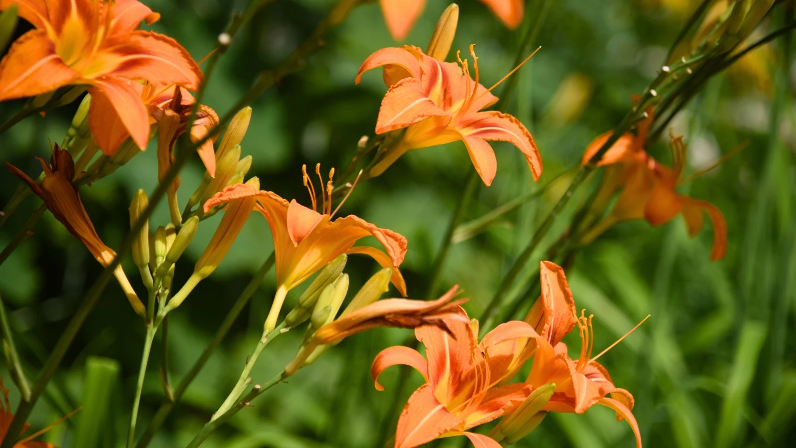 clusters of bright orange, trumpet-shaped flowers with six petals and prominent yellow stamens rise above lush green foliage.