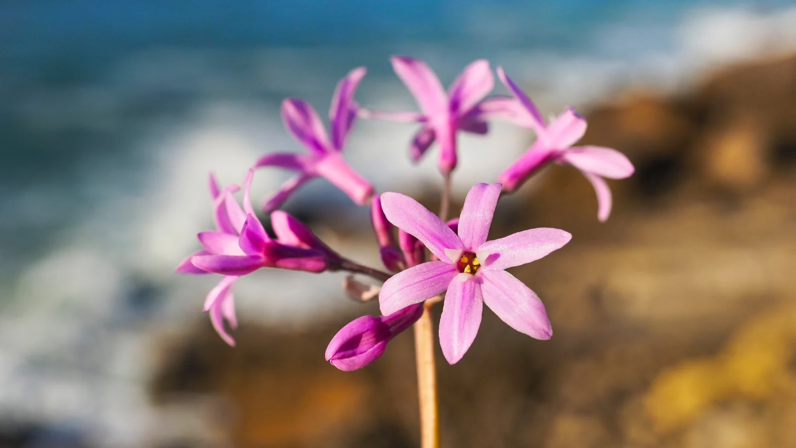 an umbel of small, star-like flowers in a deep lavender-pink hue flares from a single leafless stem above a blurred, rocky ground.