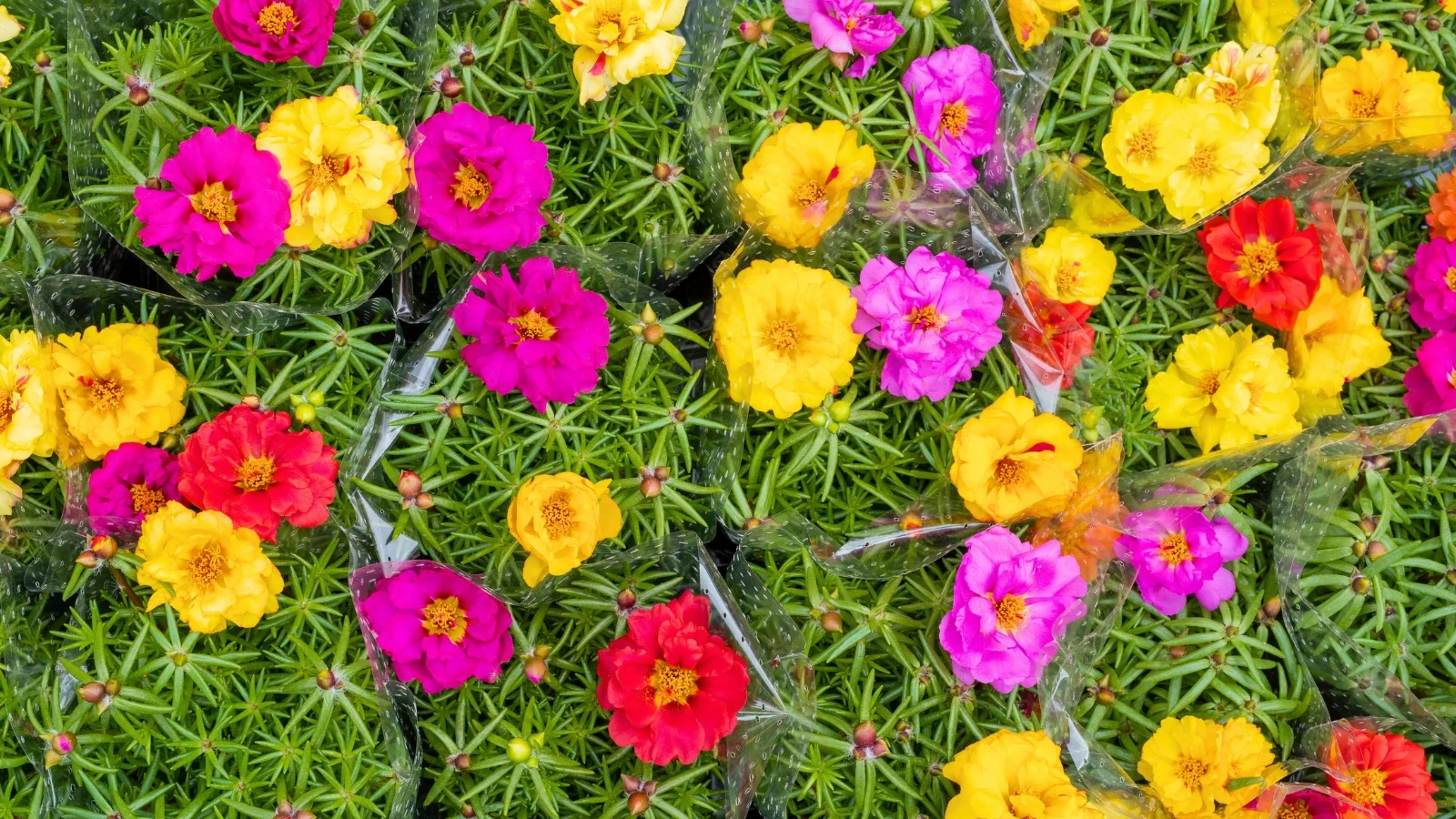 a colorful mix of magenta, brilliant red, and sunny yellow rose-like blossoms with multiple layers of petals densely covers a bed of bright green, succulent foliage.