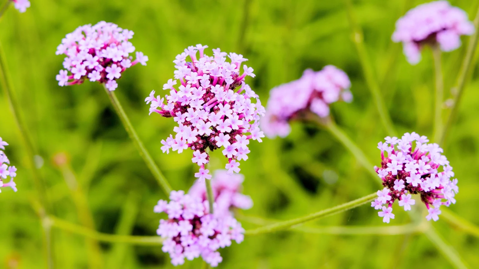 dense, flat-topped clusters of small, star-shaped, vibrant purple-pink flowers are held aloft on wiry green stalks.