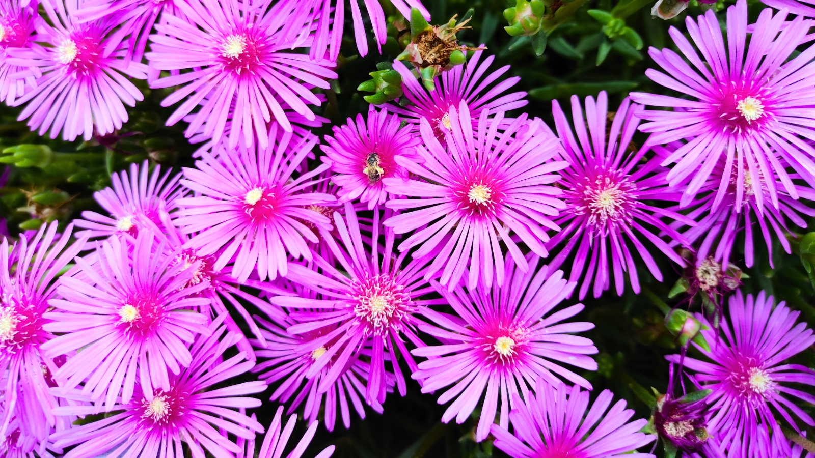 a vibrant mat of overlapping, star-shaped flowers with numerous, finely-cut, neon-pink petals radiates from a small white and yellow center.