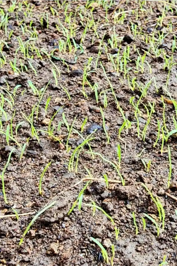 get rid of bermuda grass