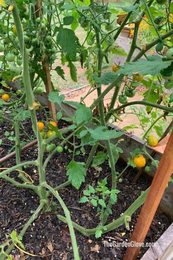 base of cherry tomato vines