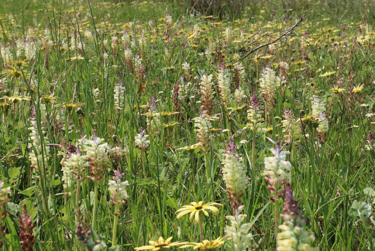 waylands wildflower reserve