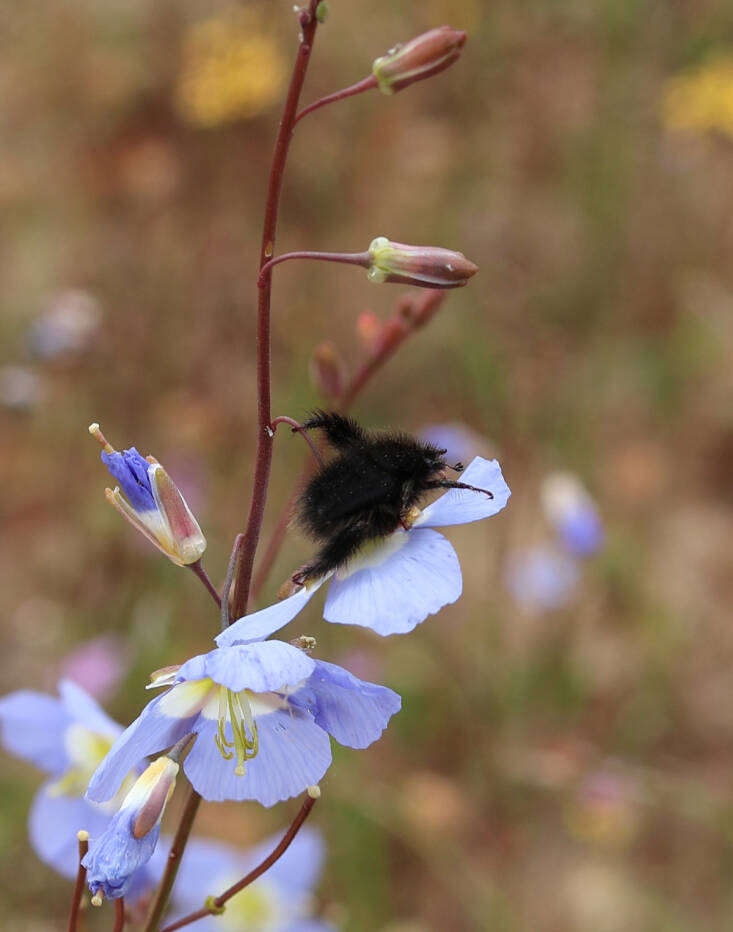 waylands wildflower reserve