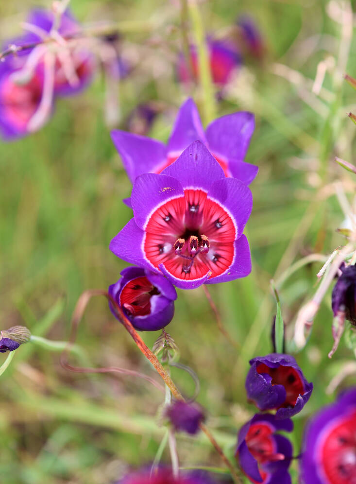waylands wildflower reserve
