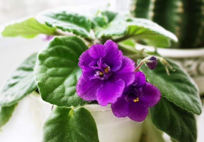 potted african violet in a windowsil