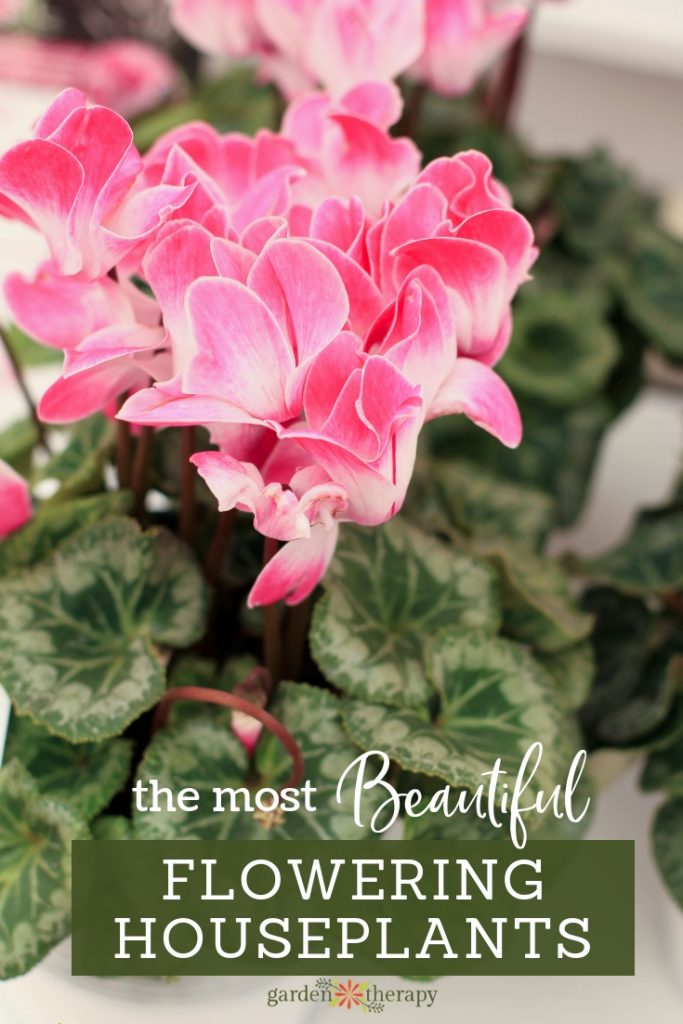 the most beautiful flowering houseplants. gorgeous cyclamen and other plants that will flower indoors.