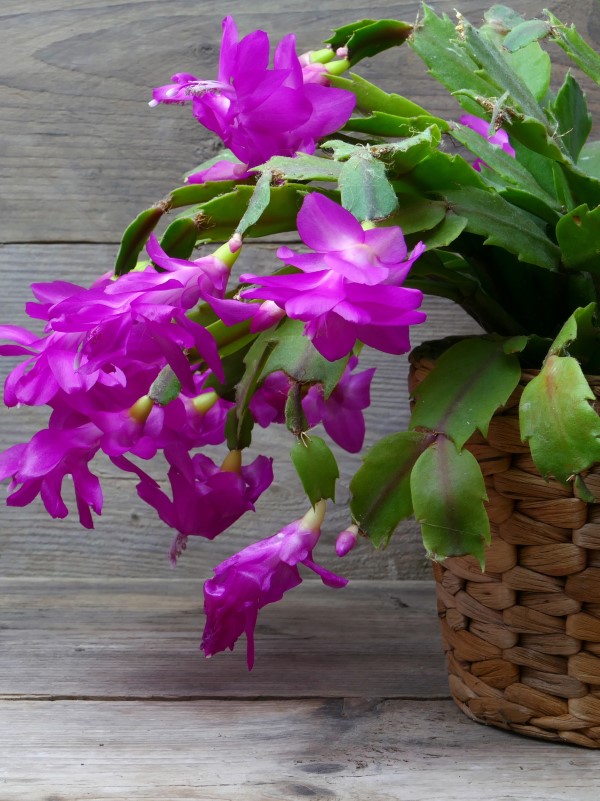 purple christmas cactus in bloom