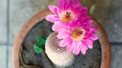 a potted echinocereus rigidissimus rubrispinus viewed from above, displaying two large, bright pink flowers with layered petals and golden-yellow centers emerging from the densely spined, cylindrical green stem.