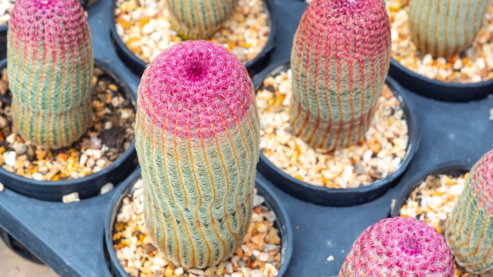 a group of black plastic pots features upright, ribbed forms covered in delicate bands of pink-tipped spines.

