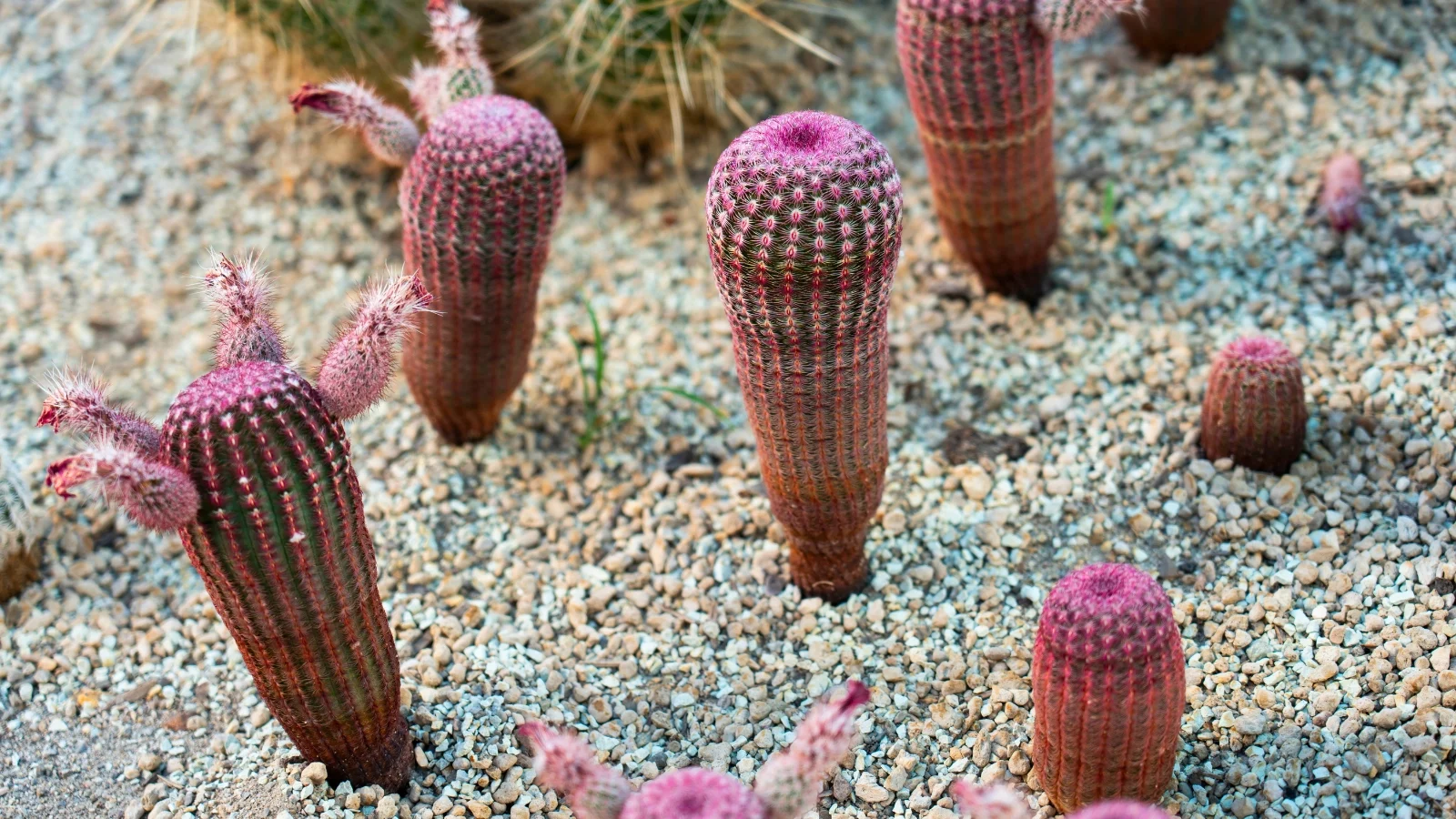 a group of upright cylindrical cacti rises from sandy ground, showing tightly banded red and pale spines along ribbed stems above scattered pebbles.
