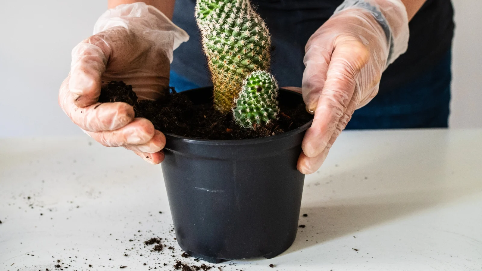 a gardener's gloved hands add black soil to a black pot containing a newly transplanted cactus.