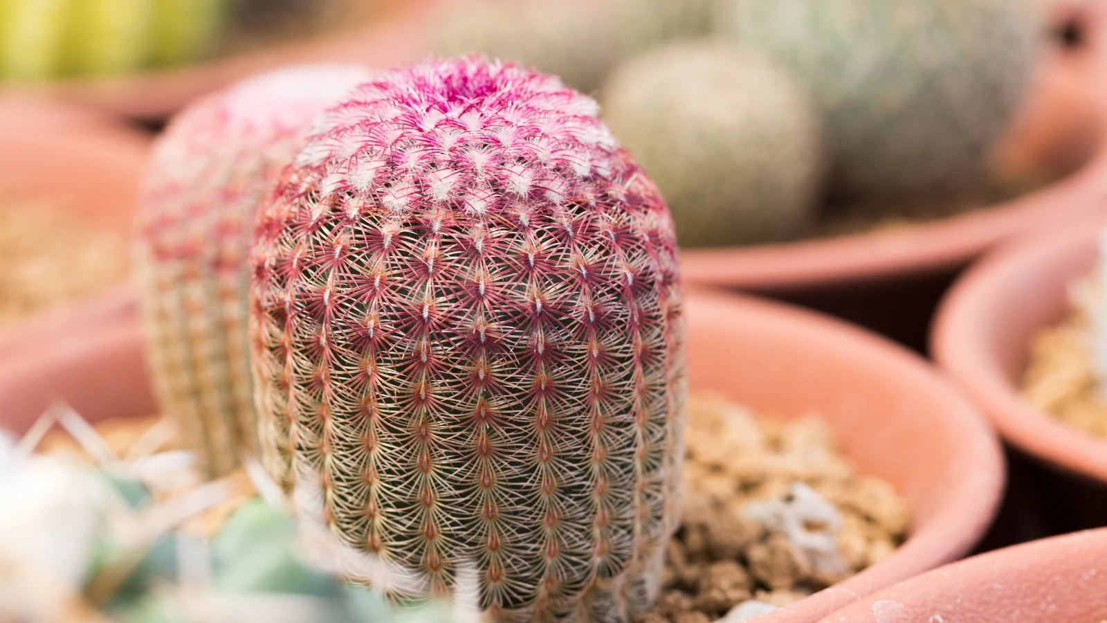 a small clay pot frames a cactus covered in fine radial spines that shift from white to deep pink near the top.