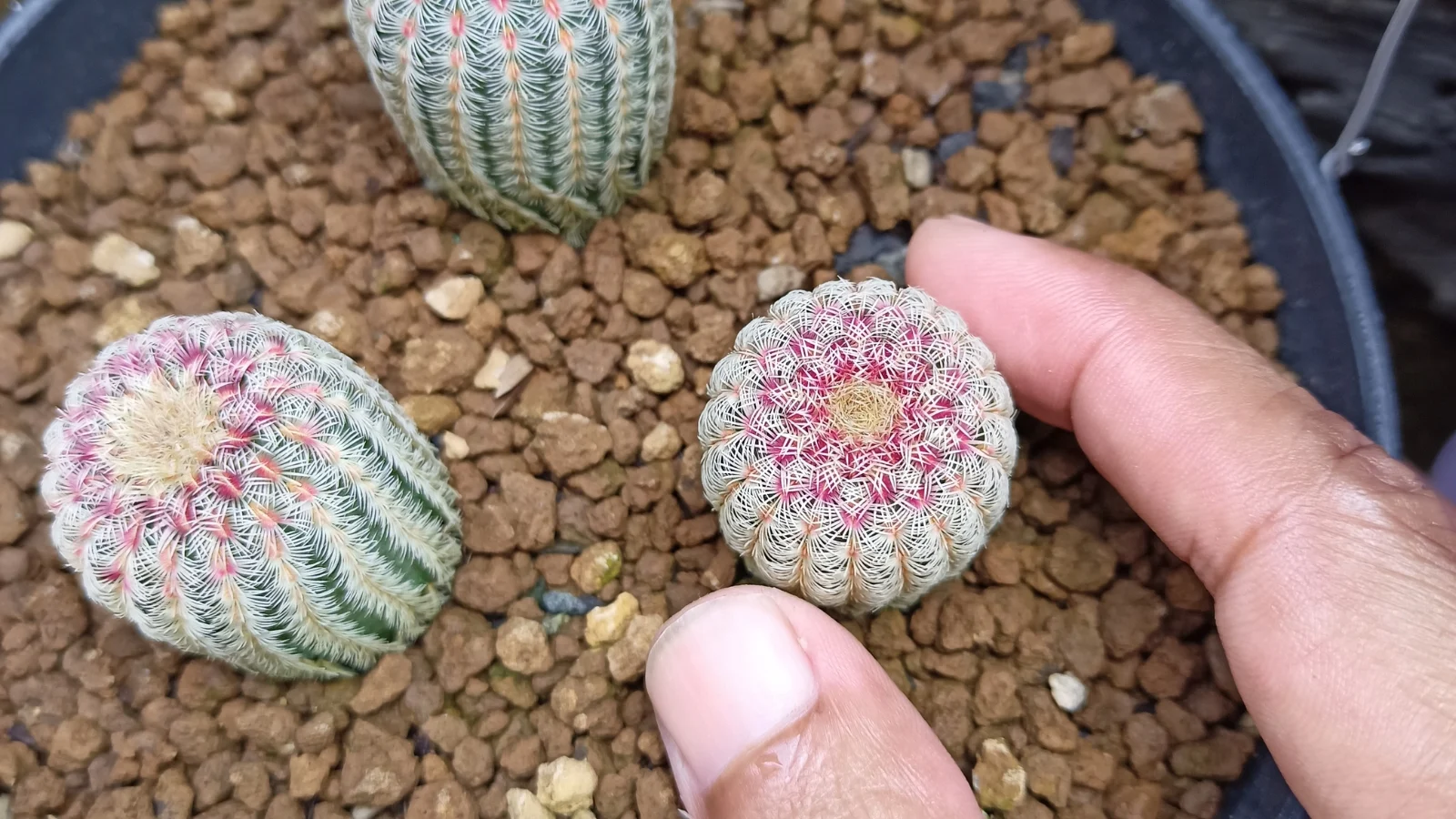 a pair of hands gently places small, colorful cactus offsets into a pot filled with pebbles, showing their vibrant ribbed stems and tiny spines.
