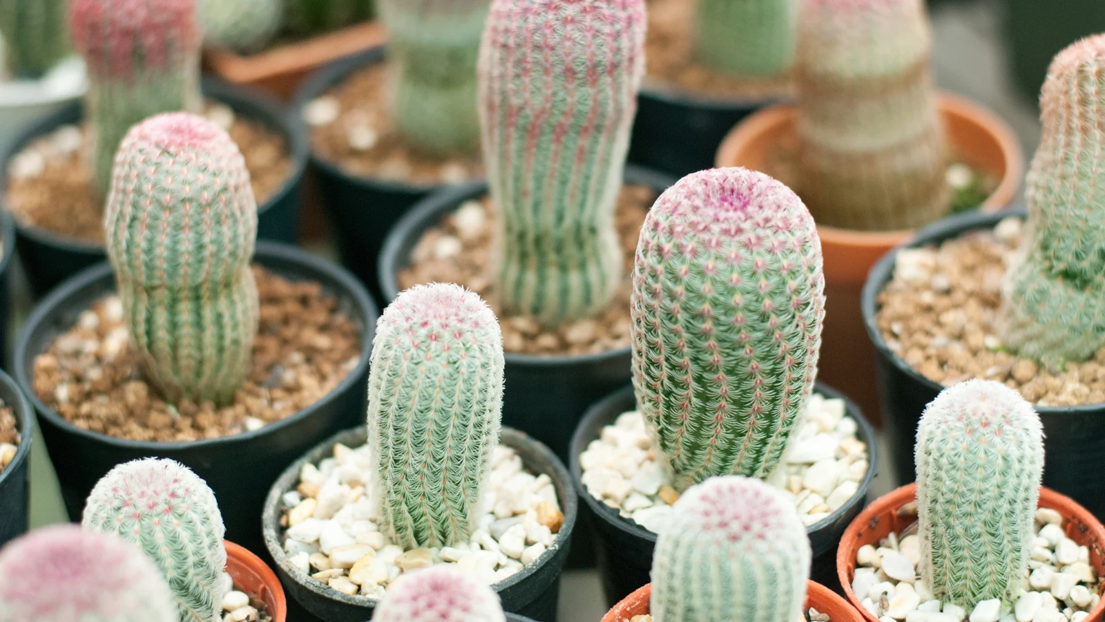 multiple petite containers display columnar cacti lined with fine pink to pale pastel spines in crisp horizontal stripes.