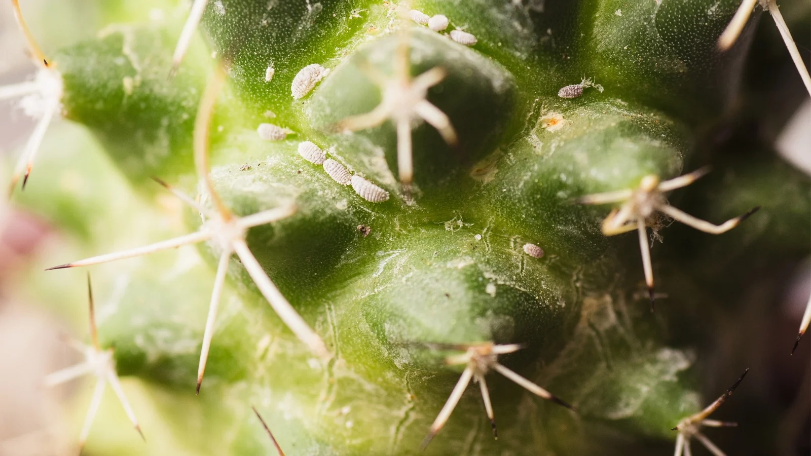 a close-up of a cactus shows small, white, cottony mealybugs clustered on the stem and around the base of spines.
