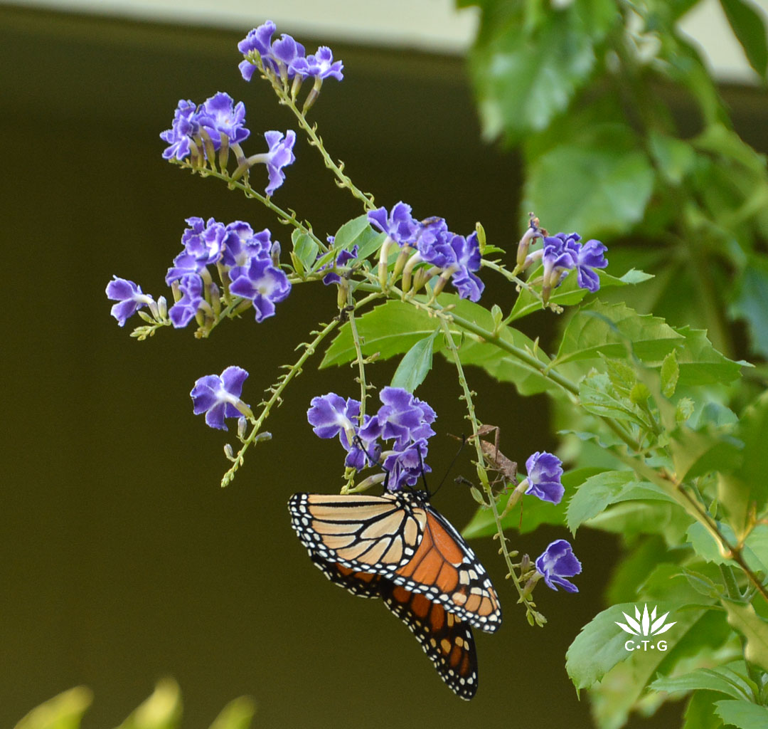 30 seasons and countless memories 12 monarch butterfly on purple flowers