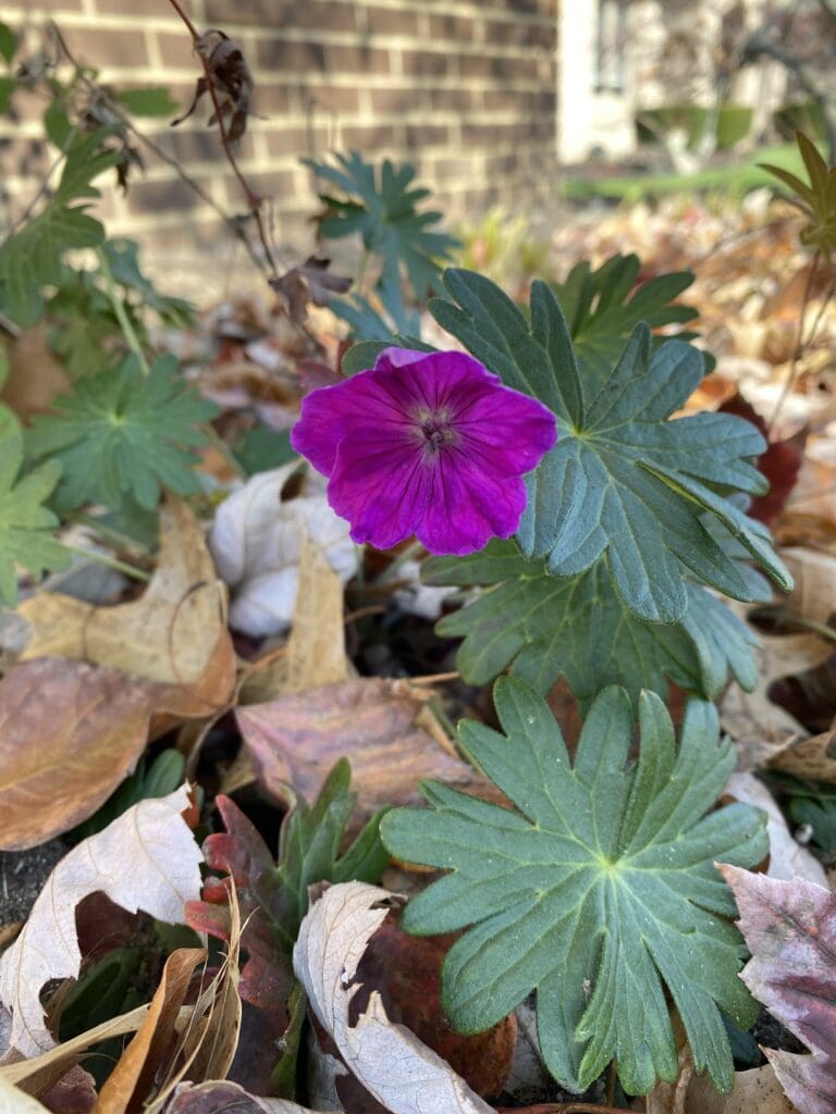 garden bloggers bloom day november 2025 carol j michel 3 garden bloggers bloom