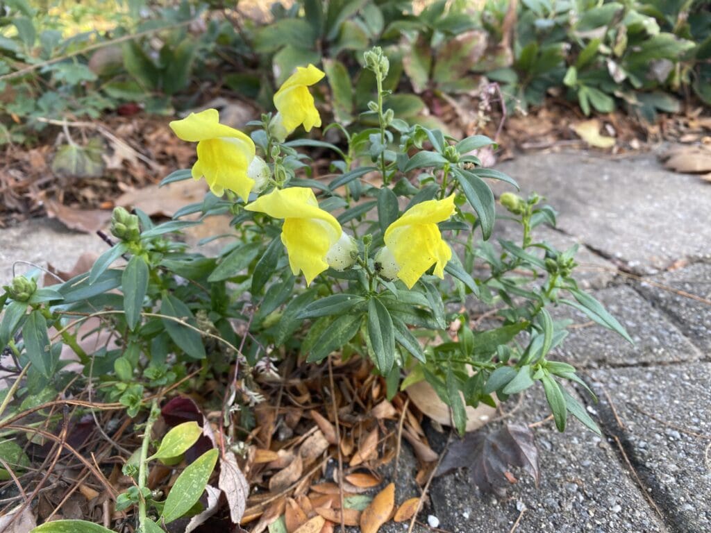 garden bloggers bloom day november 2025 carol j michel 1 garden bloggers bloom